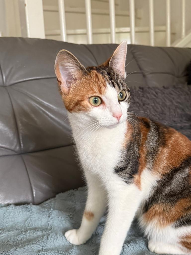 Kat, wit zwart en oranje, groene ogen, Dieren en Toebehoren, Katten en Kittens | Overige Katten, Poes, Kortharig, 0 tot 2 jaar