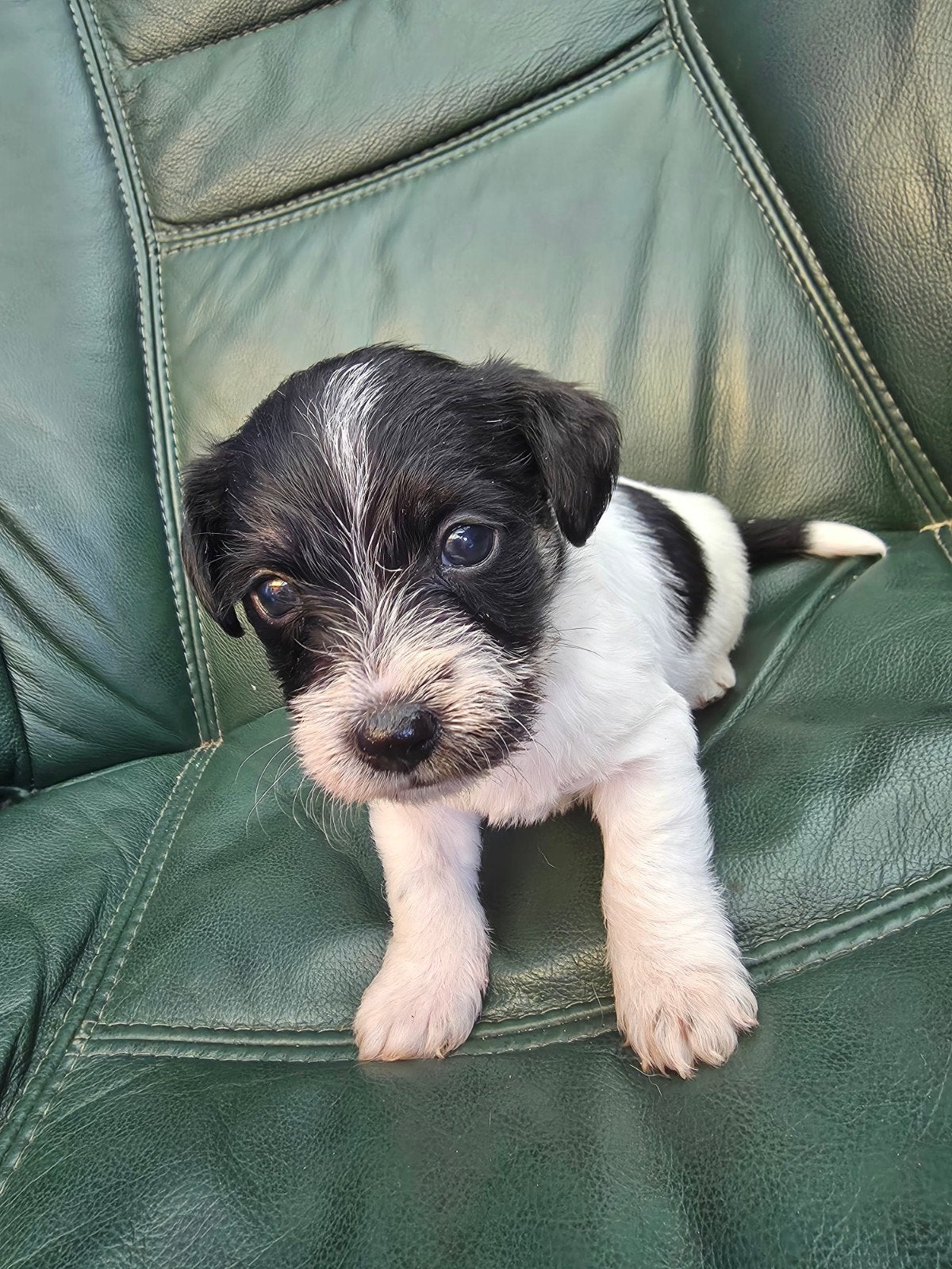 Kruising Jack Russel Pups, 8 tot 15 weken, Meerdere, Meerdere dieren, Nederland