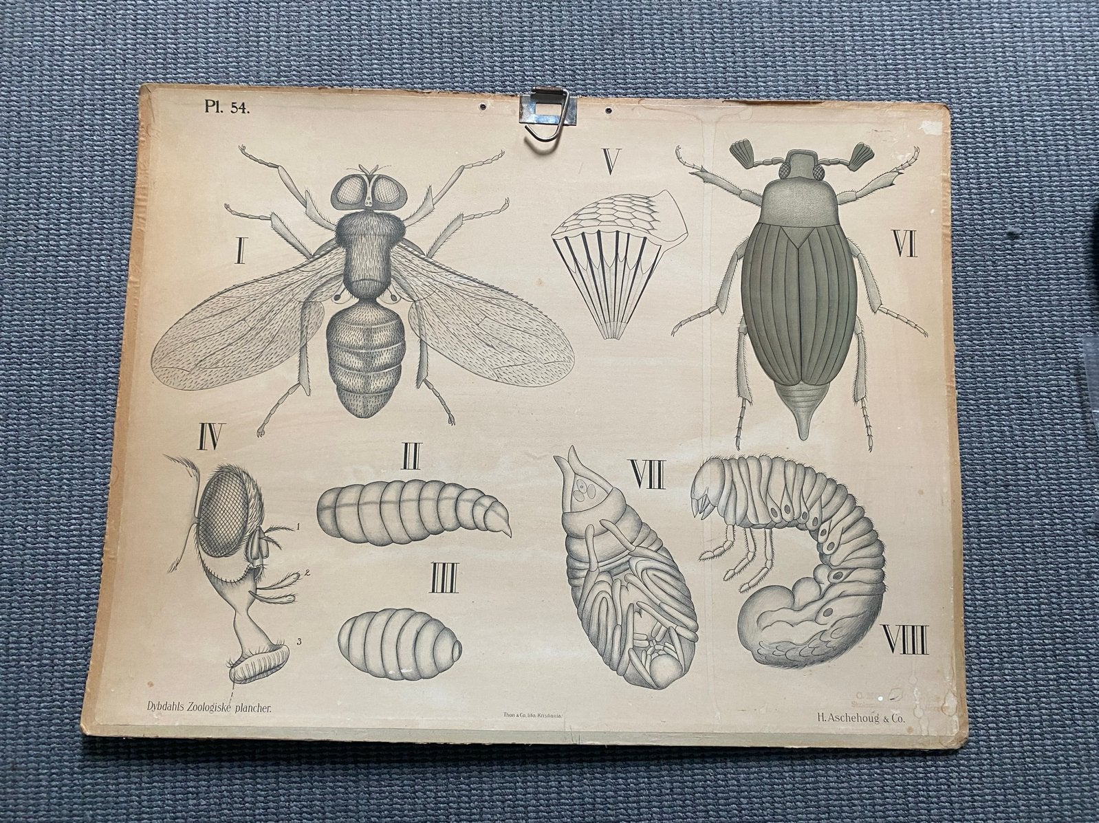 Vintage educatieve plaat insecten - Biologie, Antiek en Kunst, Antiek | Schoolplaten, Ophalen, Natuur en Biologie