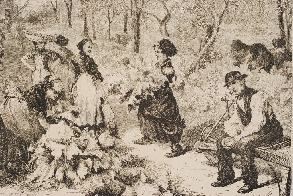 Rabarber oogsten - Originele illustratie uit 1870, Verzamelen, Foto's en Prenten, Verzenden, Voor 1940, Zo goed als nieuw