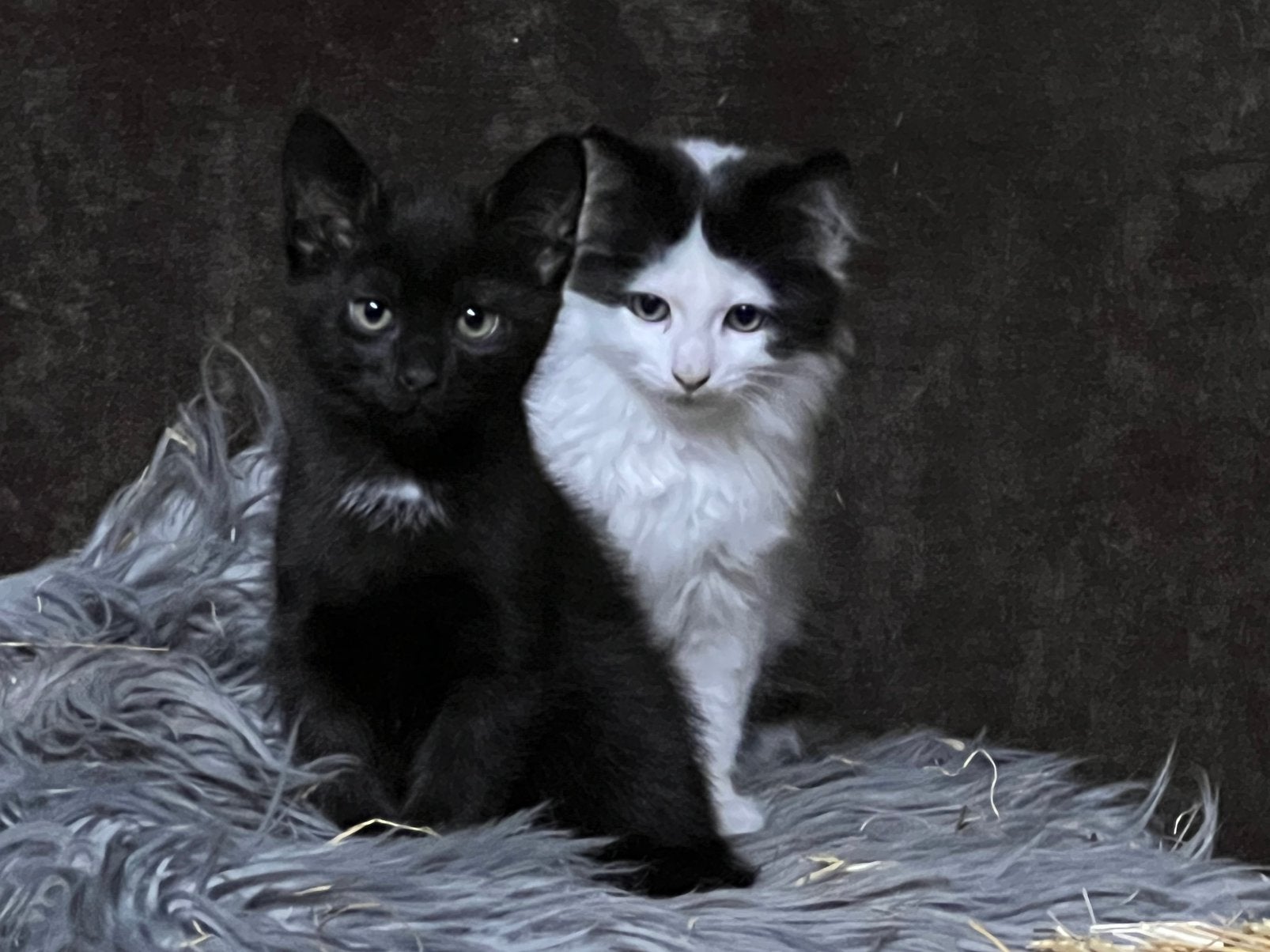 Super mooie zwarte Europese korthaar kitten van de boerderij, Meerdere dieren