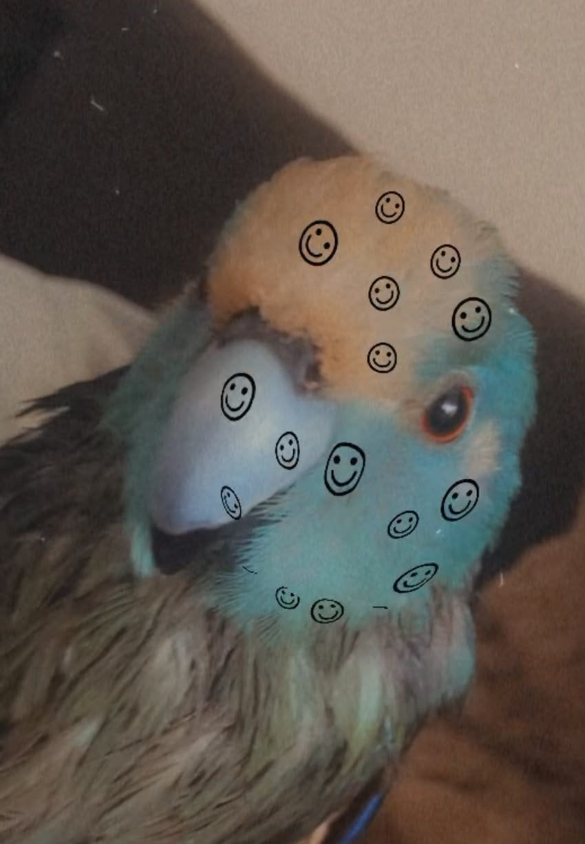 kakarikis, Dieren en Toebehoren