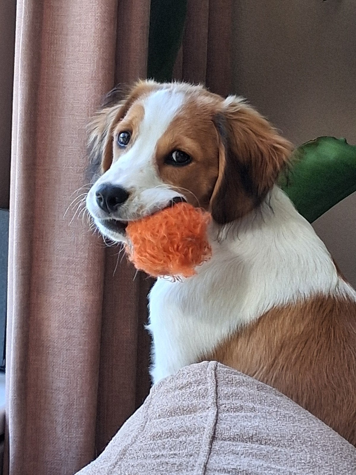 Lief huis gezocht voor Joep (7 mnd), Dieren en Toebehoren, Honden | Niet-rashonden, 15 weken tot 1 jaar, Reu, Eén hond, Middel
