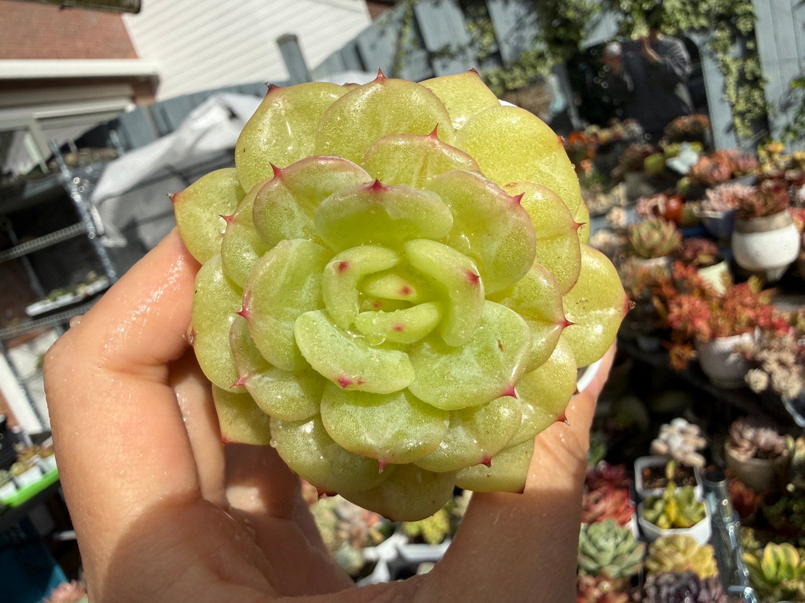 Echeveria Anko Jenny/pot 5cm/vetplant/succulent, Ophalen of Verzenden, Halfschaduw, Minder dan 100 cm