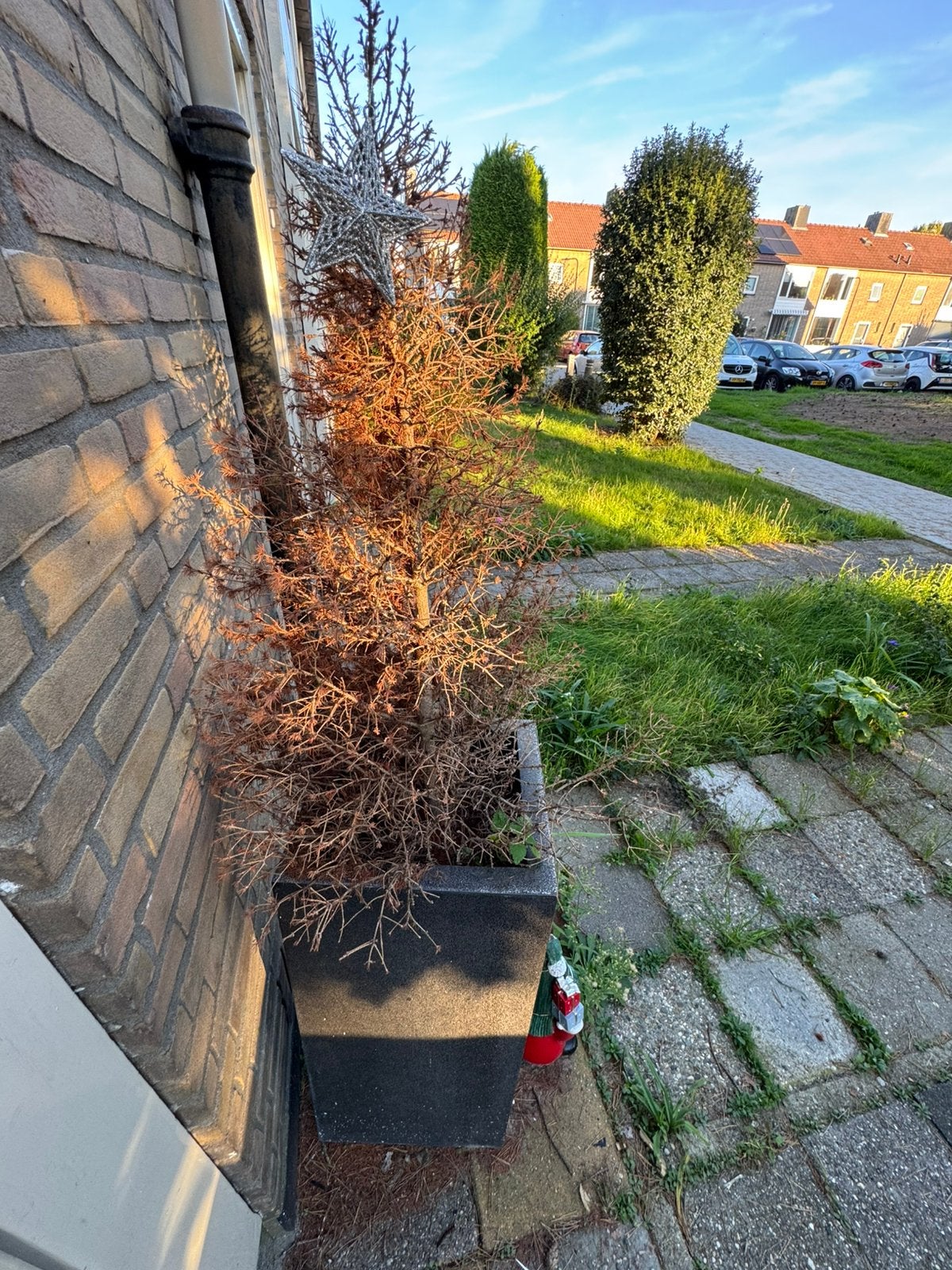 Plant gratis, Tuin en Terras, Volle zon, Bloeit niet, Minder dan 100 cm, Overige soorten