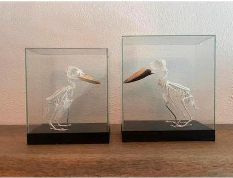 Twee geprepareerde ijsvogels opgezet ijsvogel skelet gewei, Ophalen of Verzenden, Zo goed als nieuw, Vogel, Overige typen