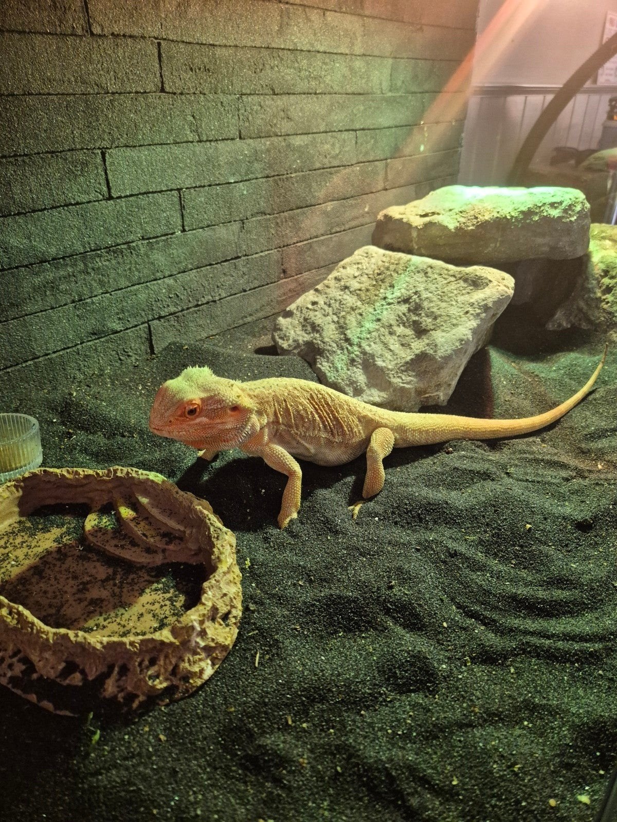 Baardagaam Bearded Dragon - male for sale from Bennie