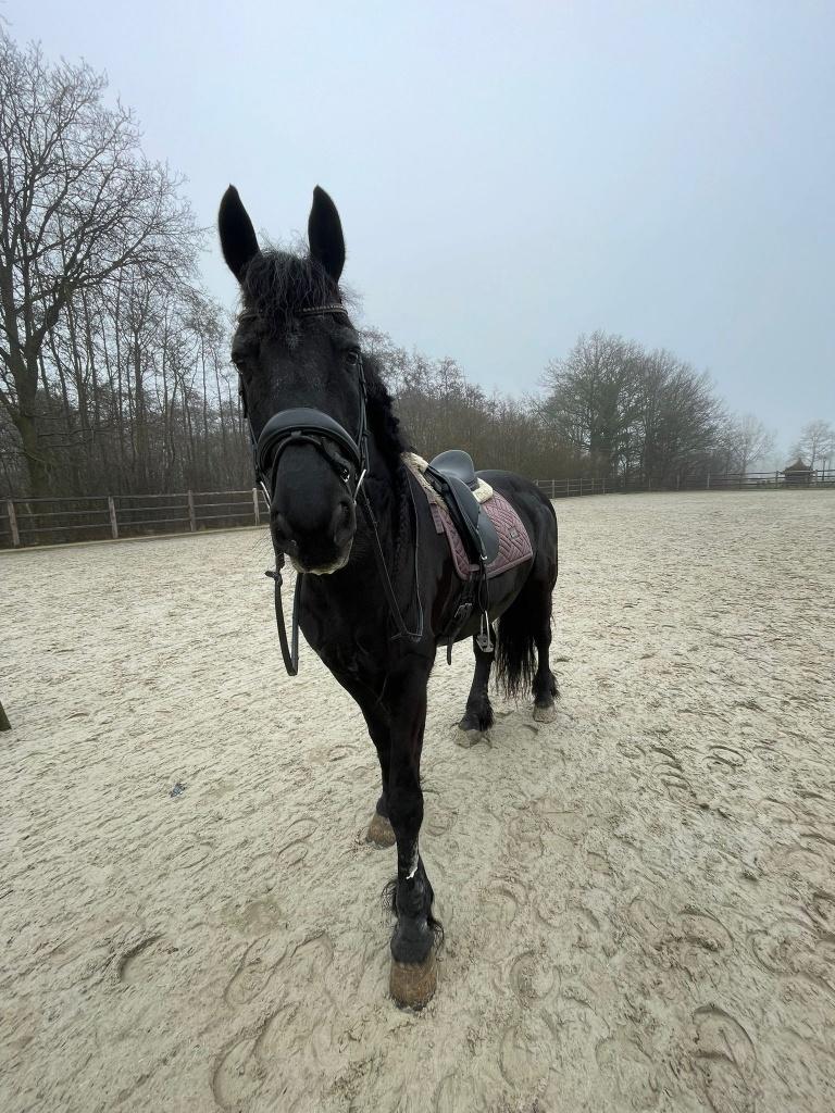 Lease paard, Ruiter of Bijrijder