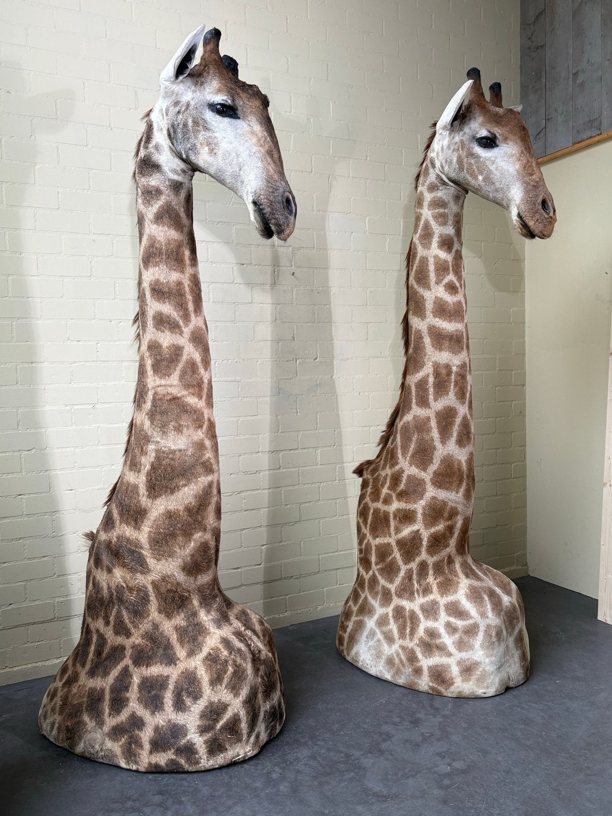 Opgezette Giraffe - Unieke Decoratie, Verzamelen, Dierenverzamelingen, Ophalen, Gebruikt, Wild dier, Opgezet dier