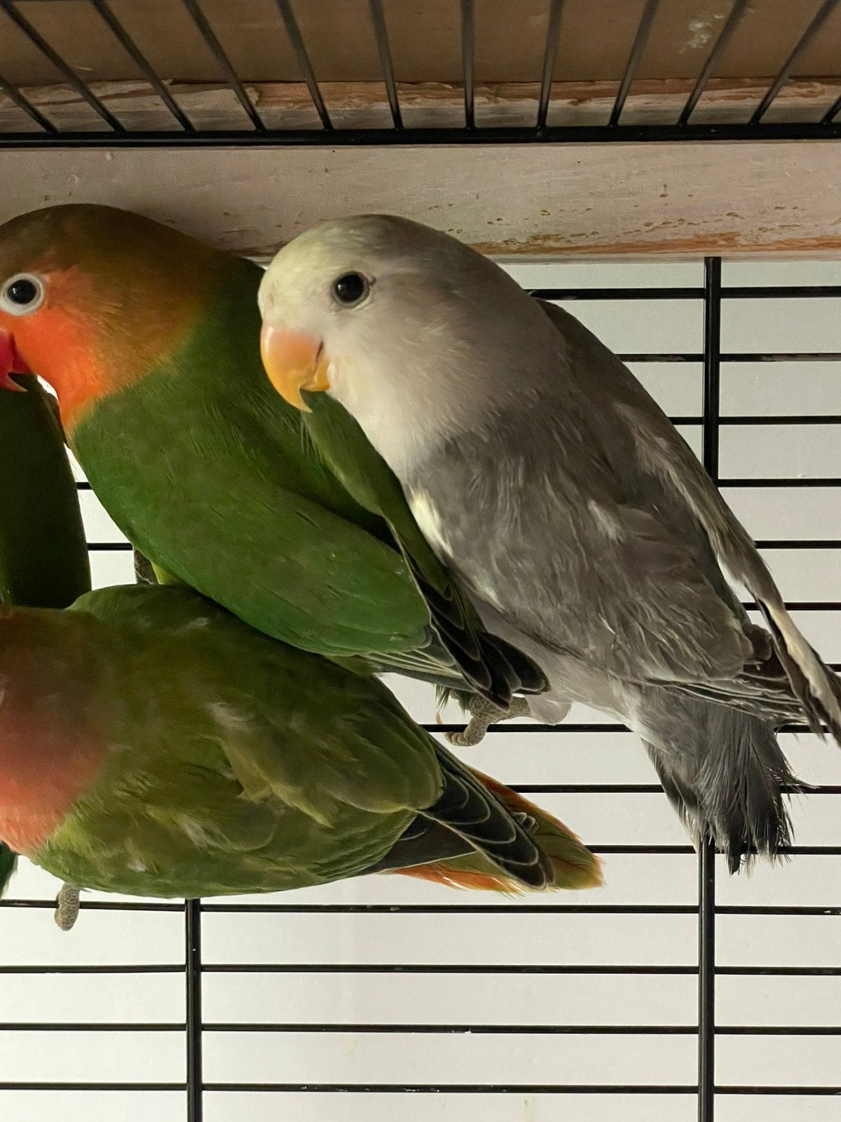 Prachtige Lieve  Hand Tamme Agapornis Dwergpapegaai Lovebird, Meerdere dieren, Dwergpapegaai of Agapornis, Geringd