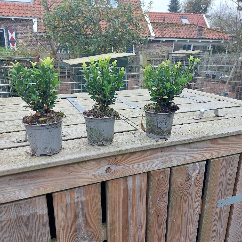 Euonymus green spire(Beste buxus vervanger), Ophalen, Overige soorten, Haag, Minder dan 100 cm