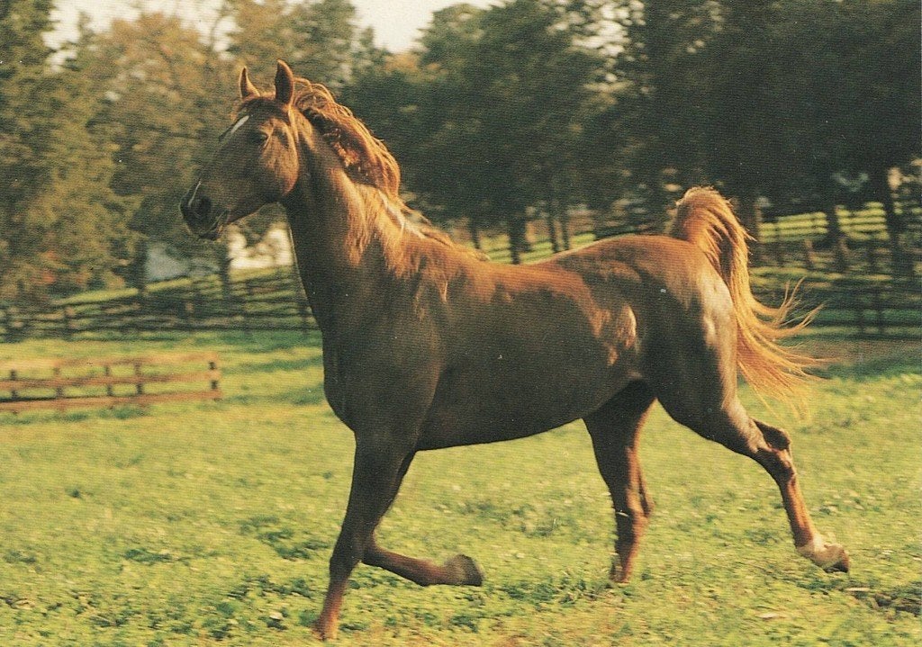 Bruin paard 176, Verzenden, 1980 tot heden, Ongelopen, Paard