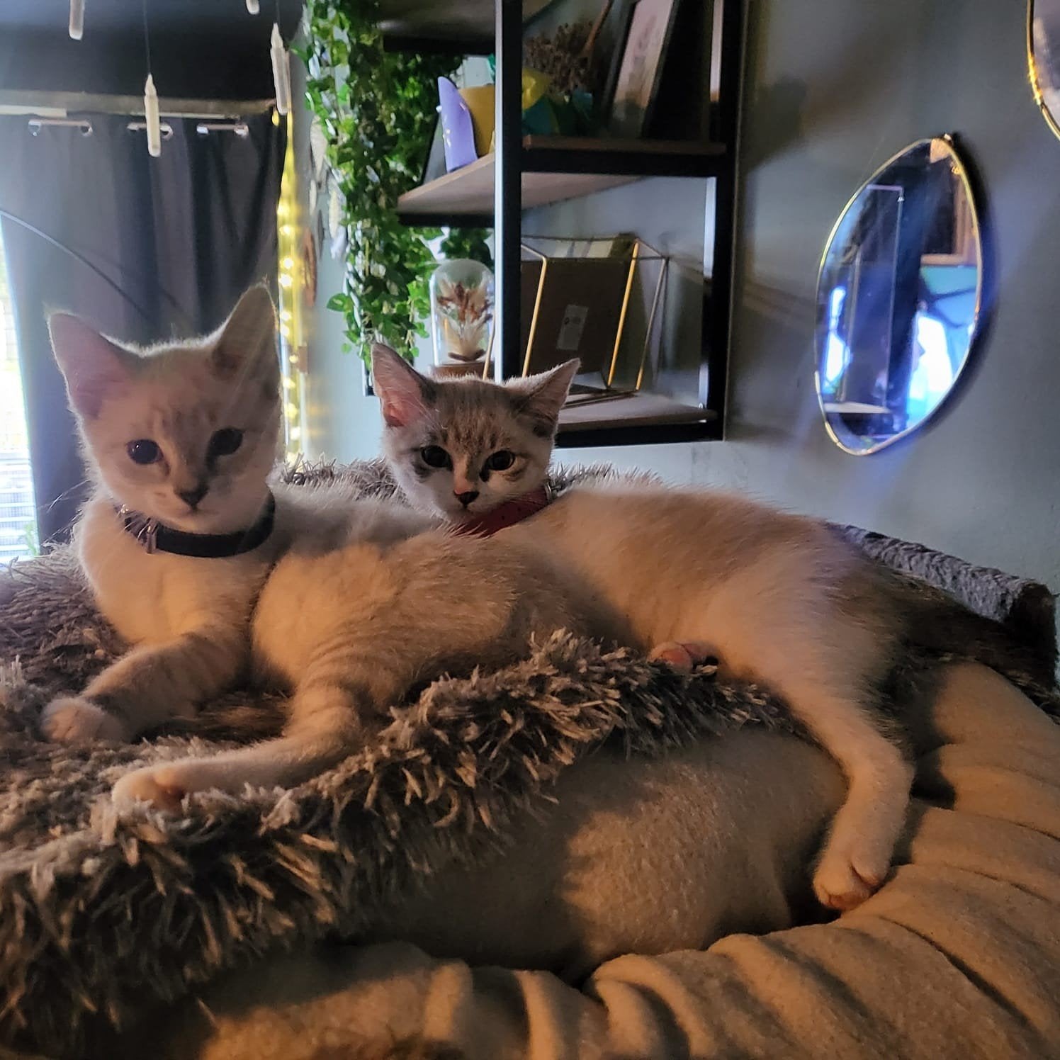 2 prachtige kittens te koop, Dieren en Toebehoren, Katten en Kittens | Overige Katten, Poes, Kortharig, 0 tot 2 jaar