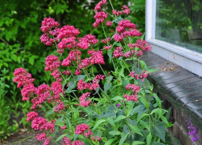 Rode Valeriaan – Centranthus ruber ‘Coccineus’ – Spoorbloem, Volle zon, Vaste plant, Zomer, Ophalen