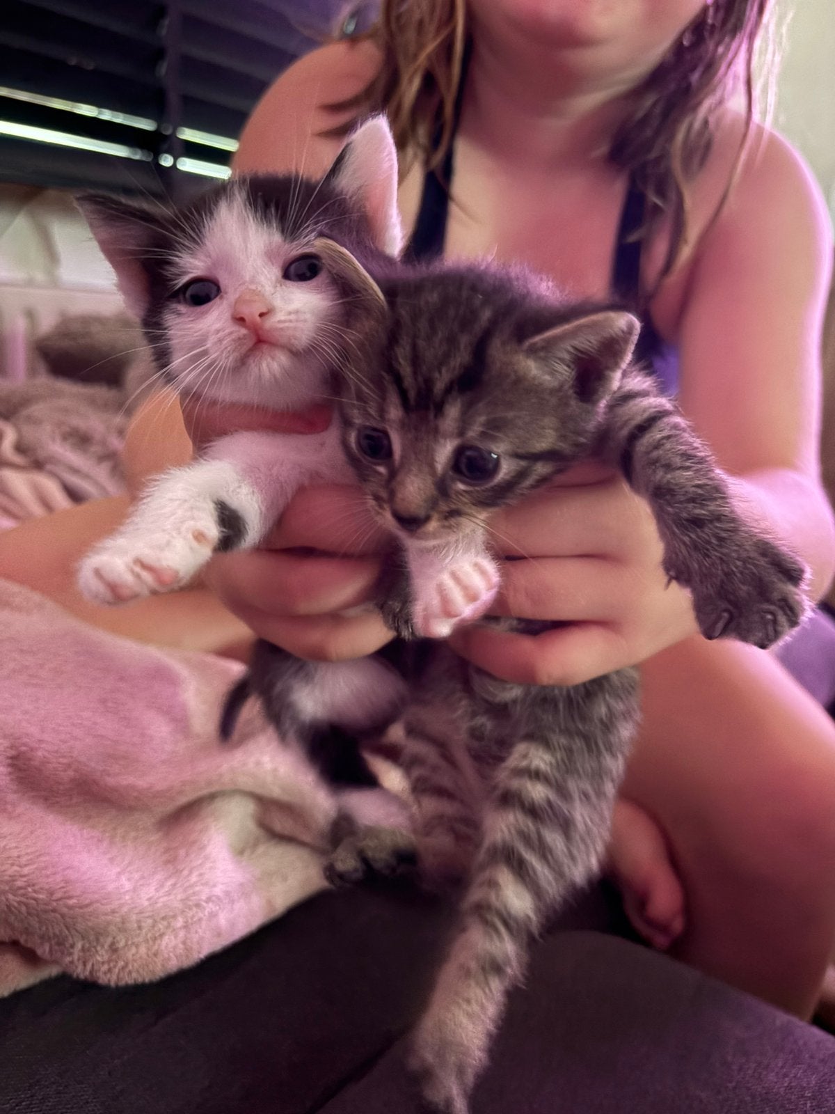Nog 2 mooie kittens, Dieren en Toebehoren, 0 tot 2 jaar
