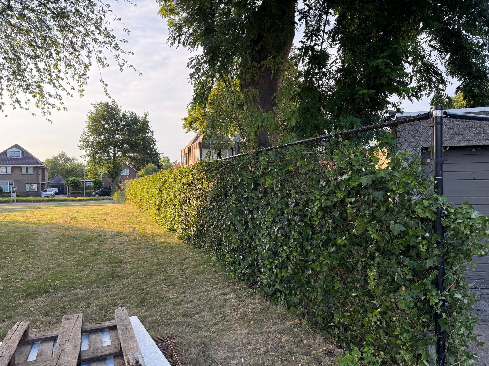 Hekwerk met klimop (ca. 40 meter) - Ophalen dit weekend!, Ophalen, Gebruikt, IJzer, Gaashekwerk