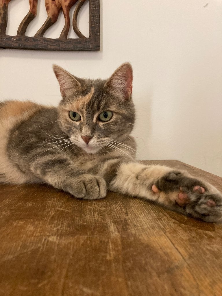 Poesje ter adoptie, Dieren en Toebehoren, Katten en Kittens | Overige Katten, Poes, Kortharig, 6 jaar of ouder