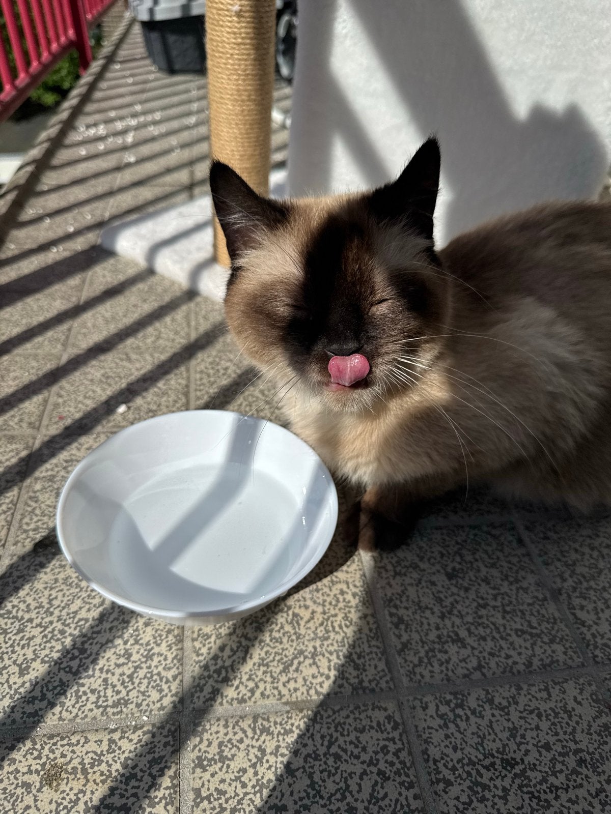 Siamees/BKH poes, Poes, 0 tot 2 jaar