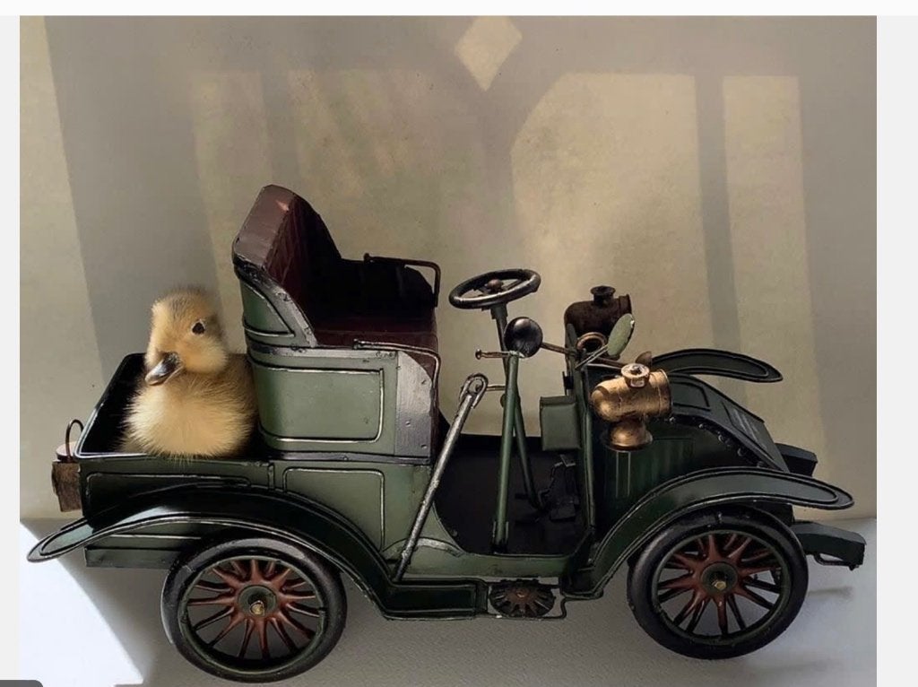 Oude groene metalen auto met echt opgezet eendenkuiken, Antiek en Kunst, Ophalen of Verzenden