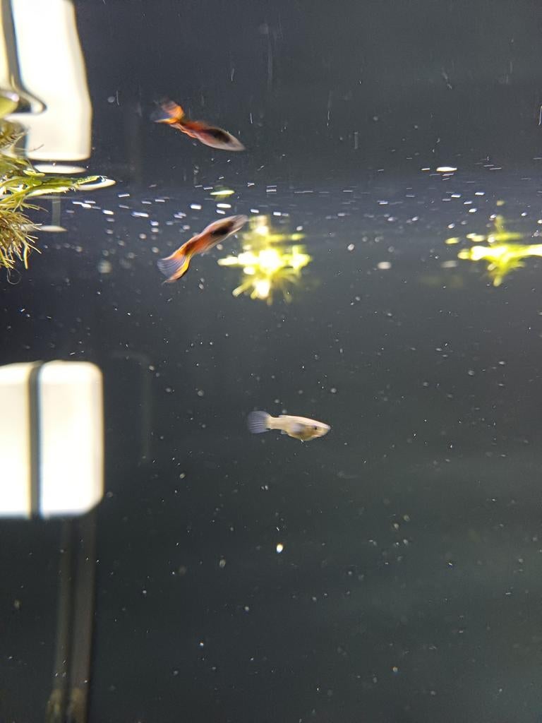Aquarium vissen