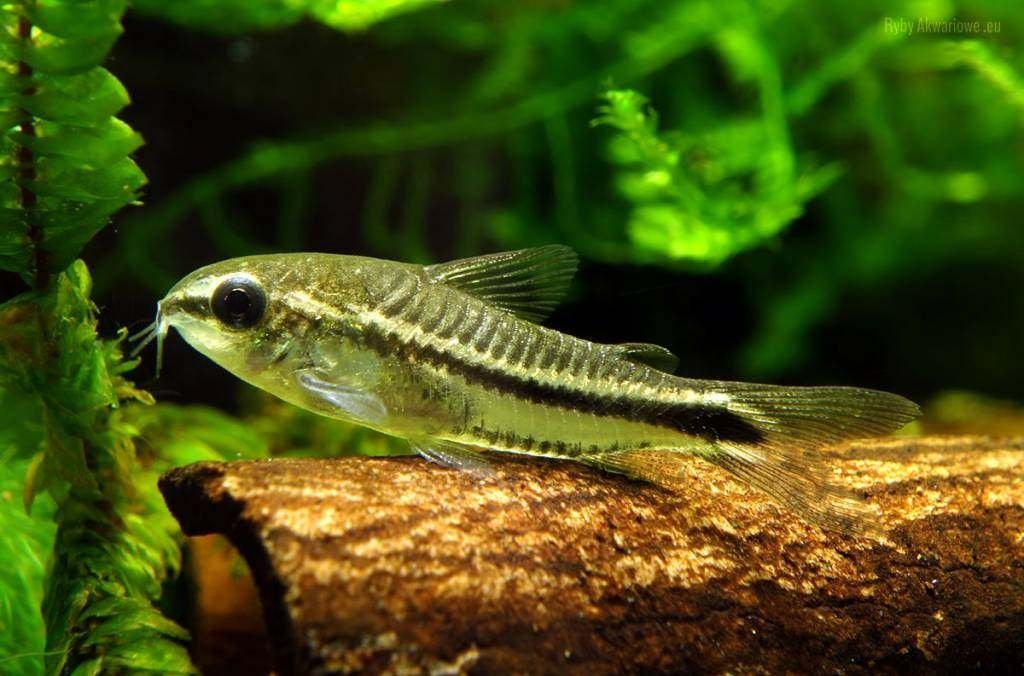 corydoras pygmaeus €2,95, Dieren en Toebehoren, Vis, Zoetwatervis