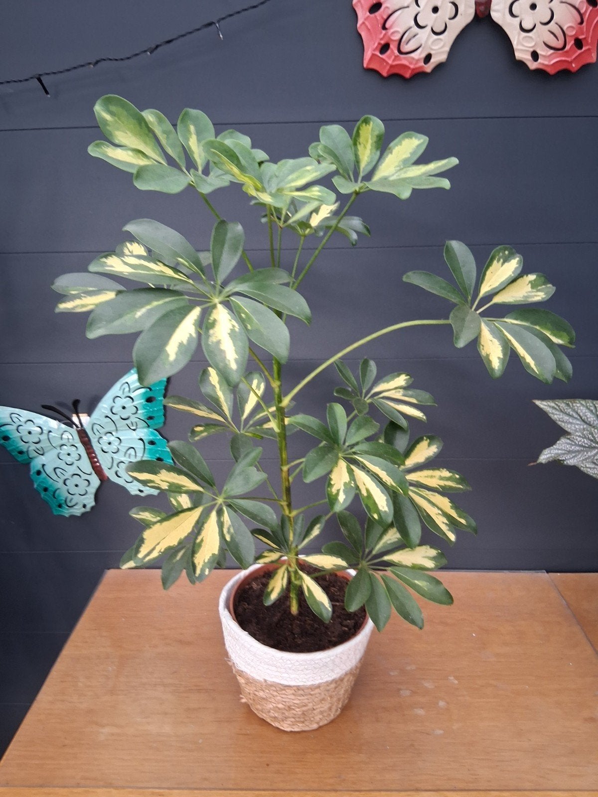Schefflera  in pot, Huis en Inrichting, Ophalen