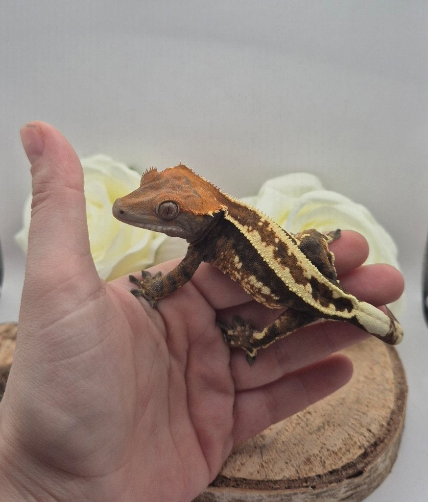 RTB Emptyback Cappuccino wimpergekko crested gecko man Crested Gecko - male for sale from TCM_Reptiless