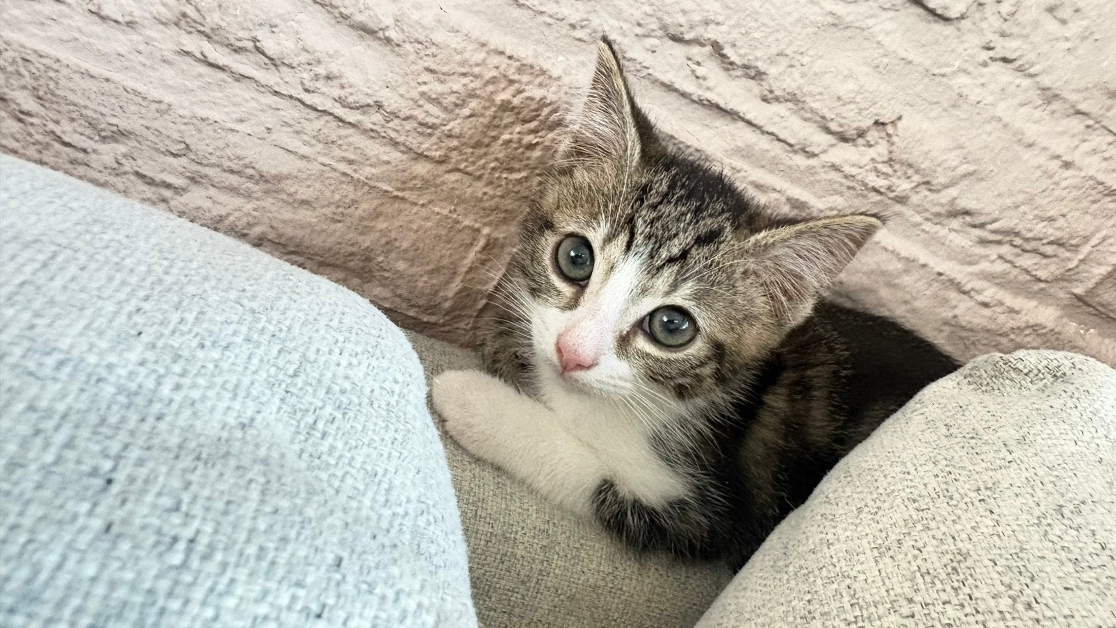 Lieve print kitten, Meerdere dieren