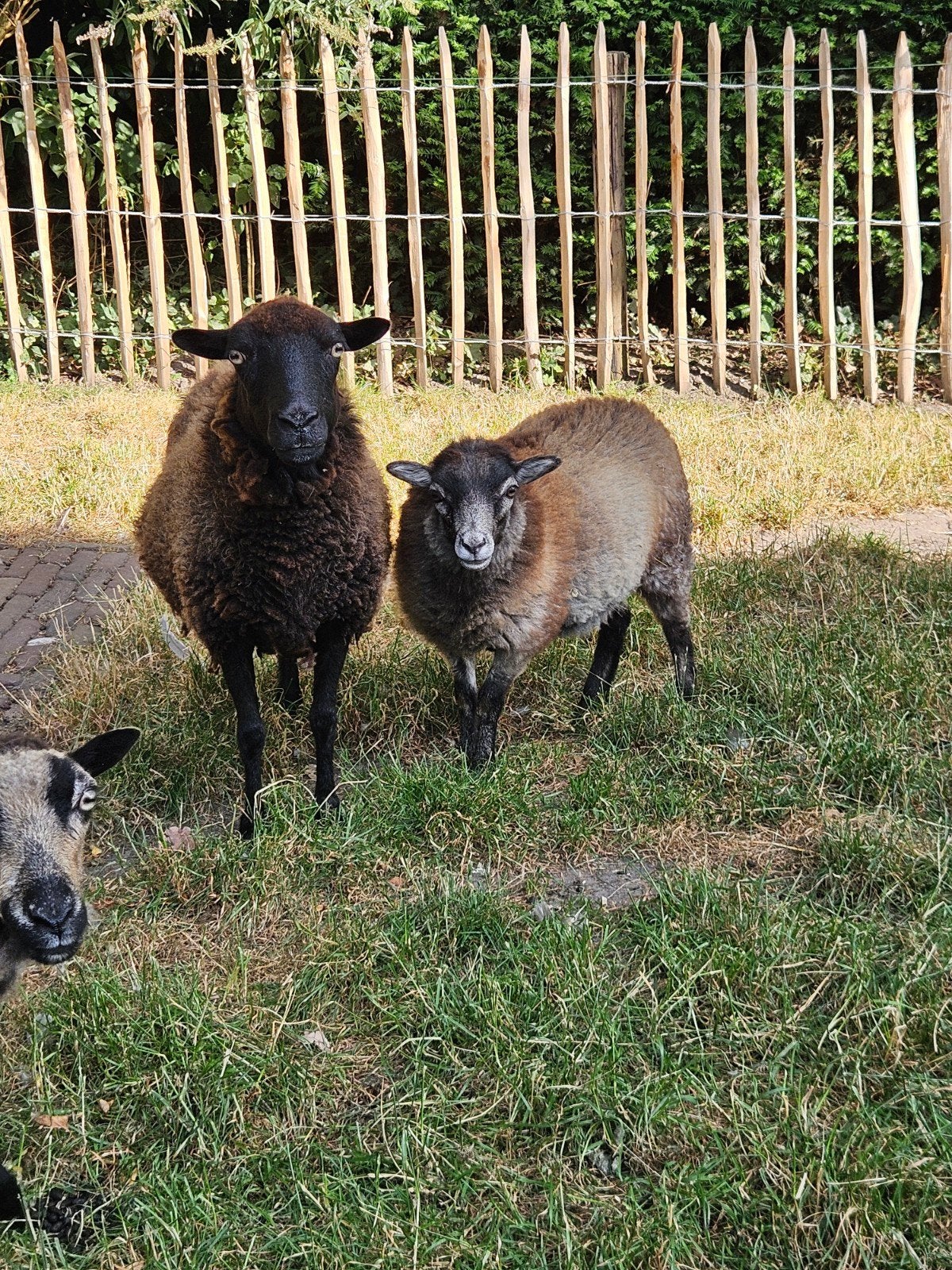 quessant schaapje ooitje, Dieren en Toebehoren, Vrouwelijk, Schaap