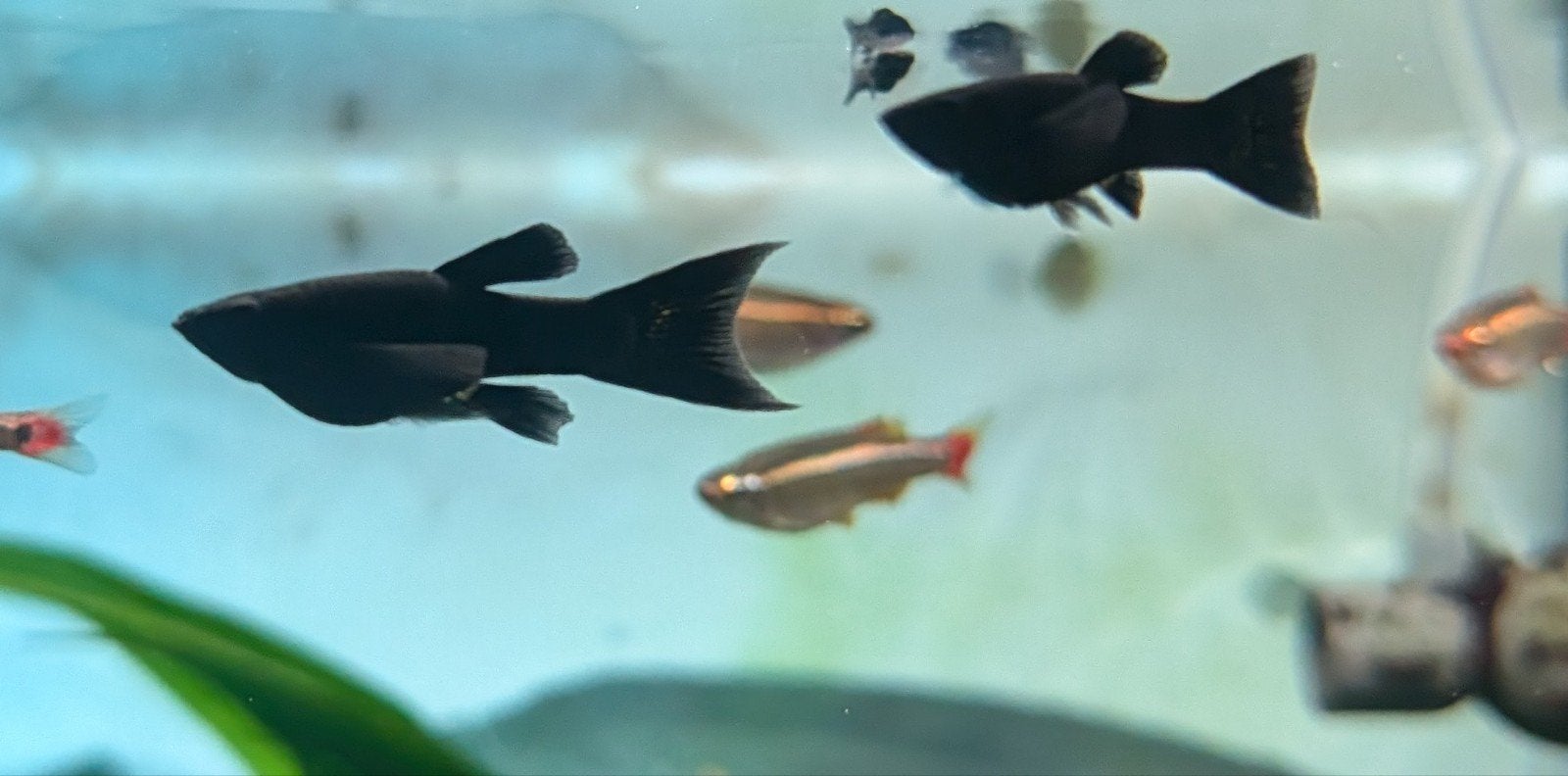 Black Molly, Vis, Zoetwatervis