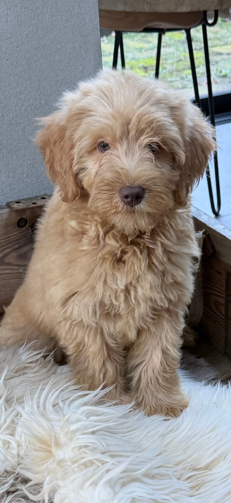 Labradoodle, Dieren en Toebehoren, Nederland, Overige rassen, CDV (hondenziekte), 8 tot 15 weken