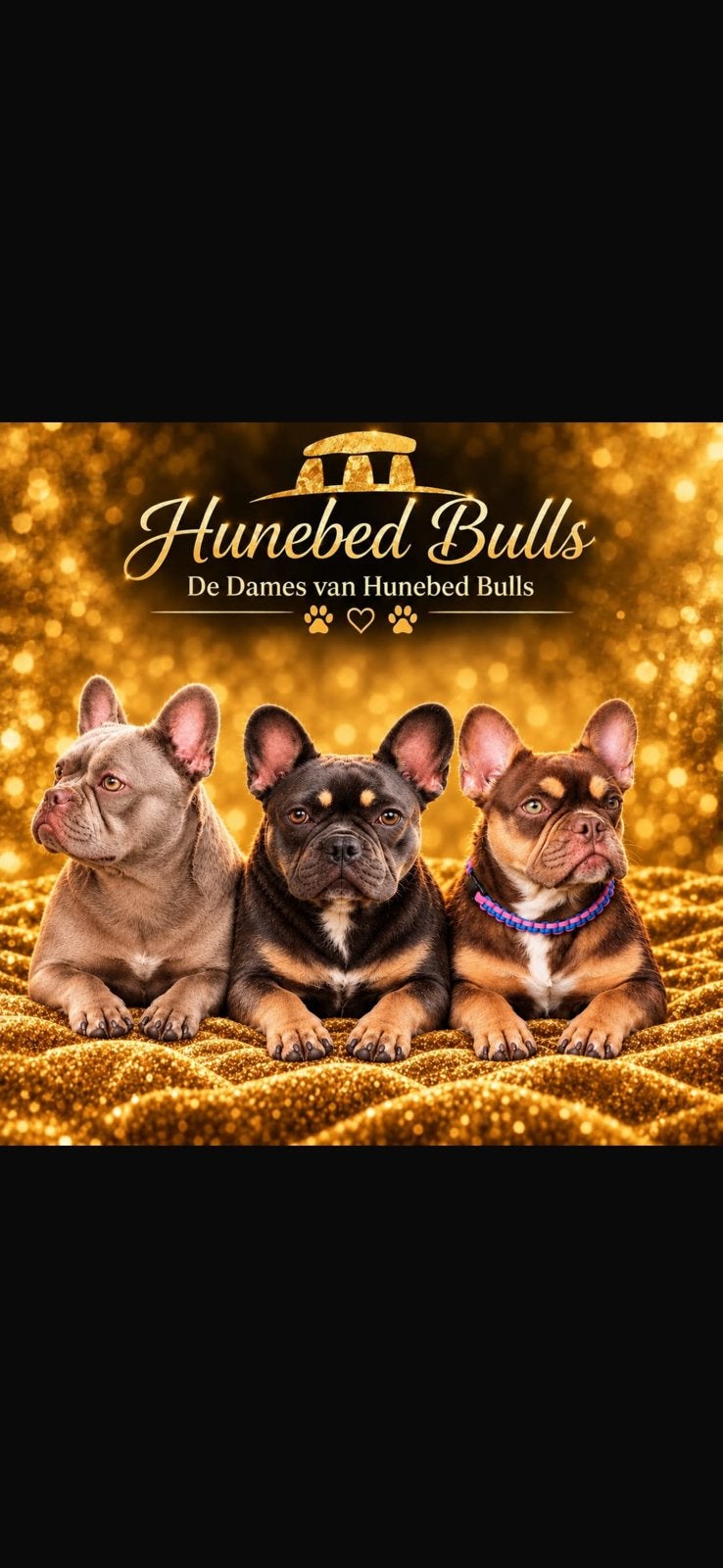 🐾Gezocht Gastgezin  Franse Bulldog🐾, 15 weken tot 1 jaar, CDV (hondenziekte), Teef, Bulldog