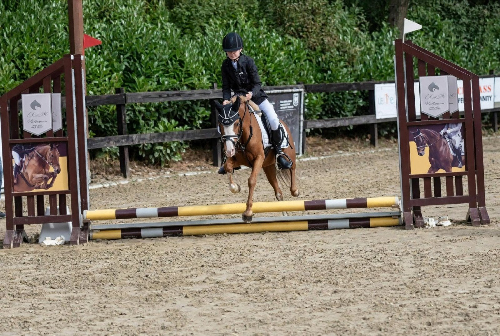 B kinder (sport) pony en mini paard merrie veulen, Dieren en Toebehoren, Merrie, B pony (1.17m tot 1.27m), 11 jaar of ouder, Met stamboom