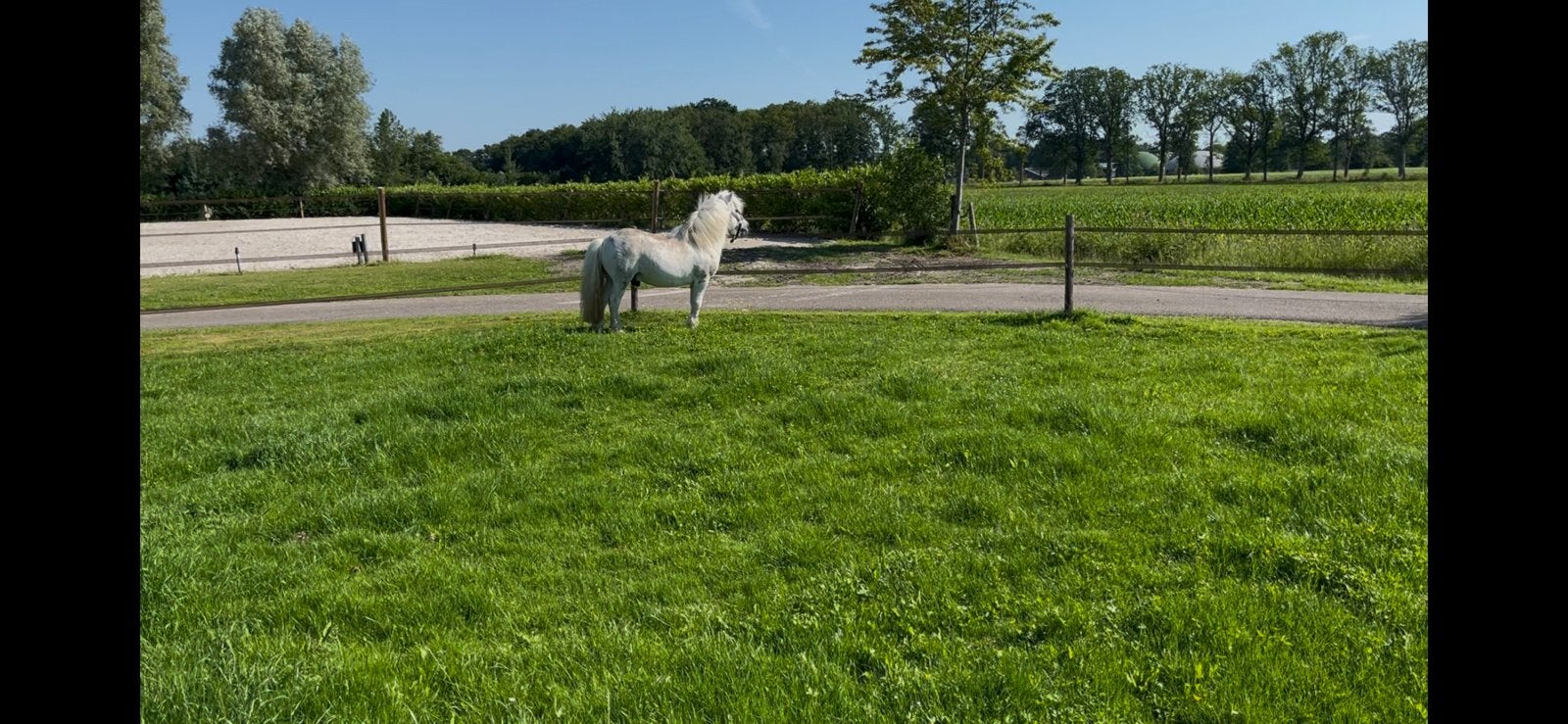 Goedgekeurde schimmel hengst Shetlander, Dieren en Toebehoren, Pony's, Hengst, A pony (tot 1.17m), 11 jaar of ouder, Met stamboom