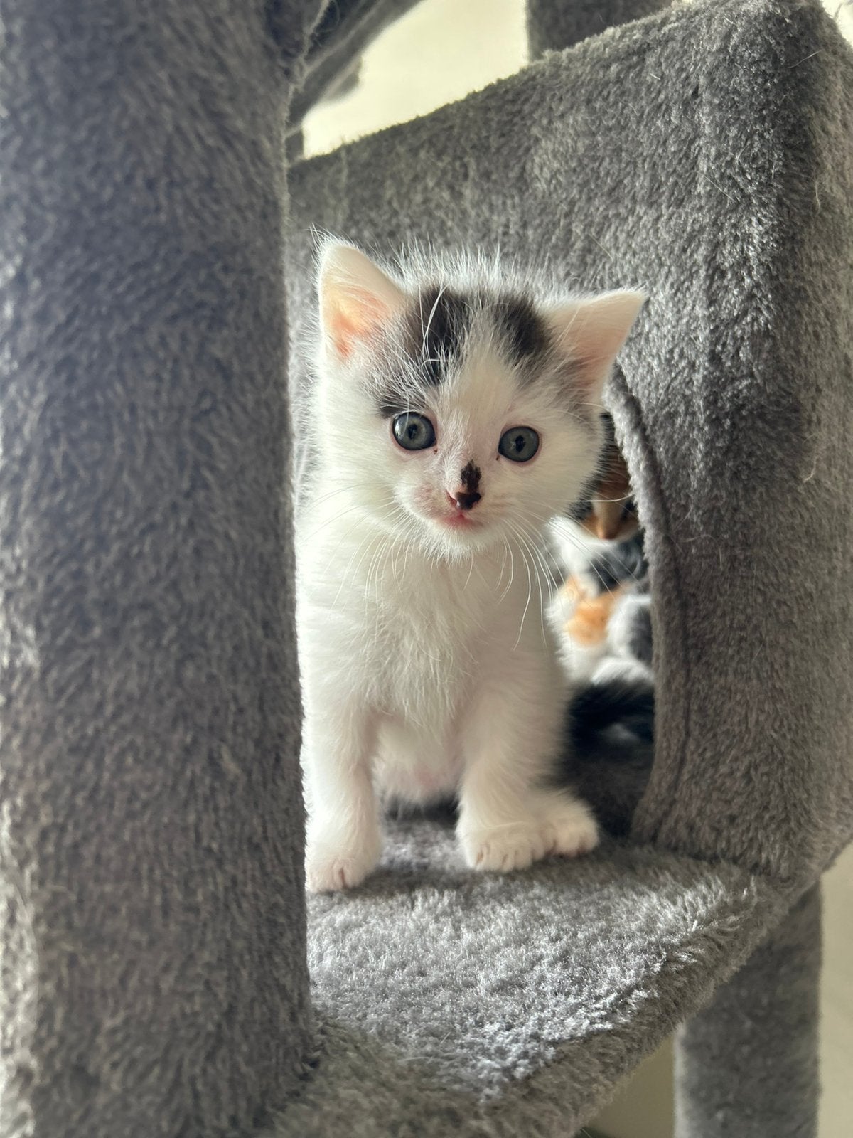Lief en gesocialiseerd poesje, Dieren en Toebehoren, Katten en Kittens | Overige Katten, Poes