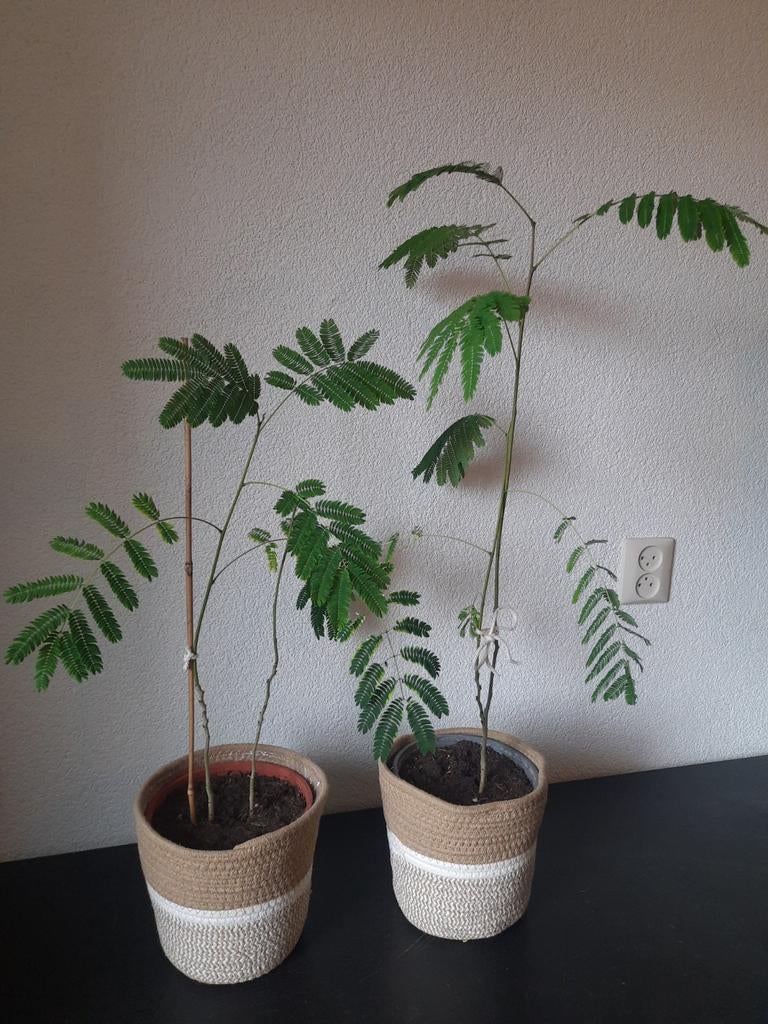 Jonge slaapboom (Albizia julibrissin) - goed geworteld!, Ophalen, Overige soorten, Volle zon