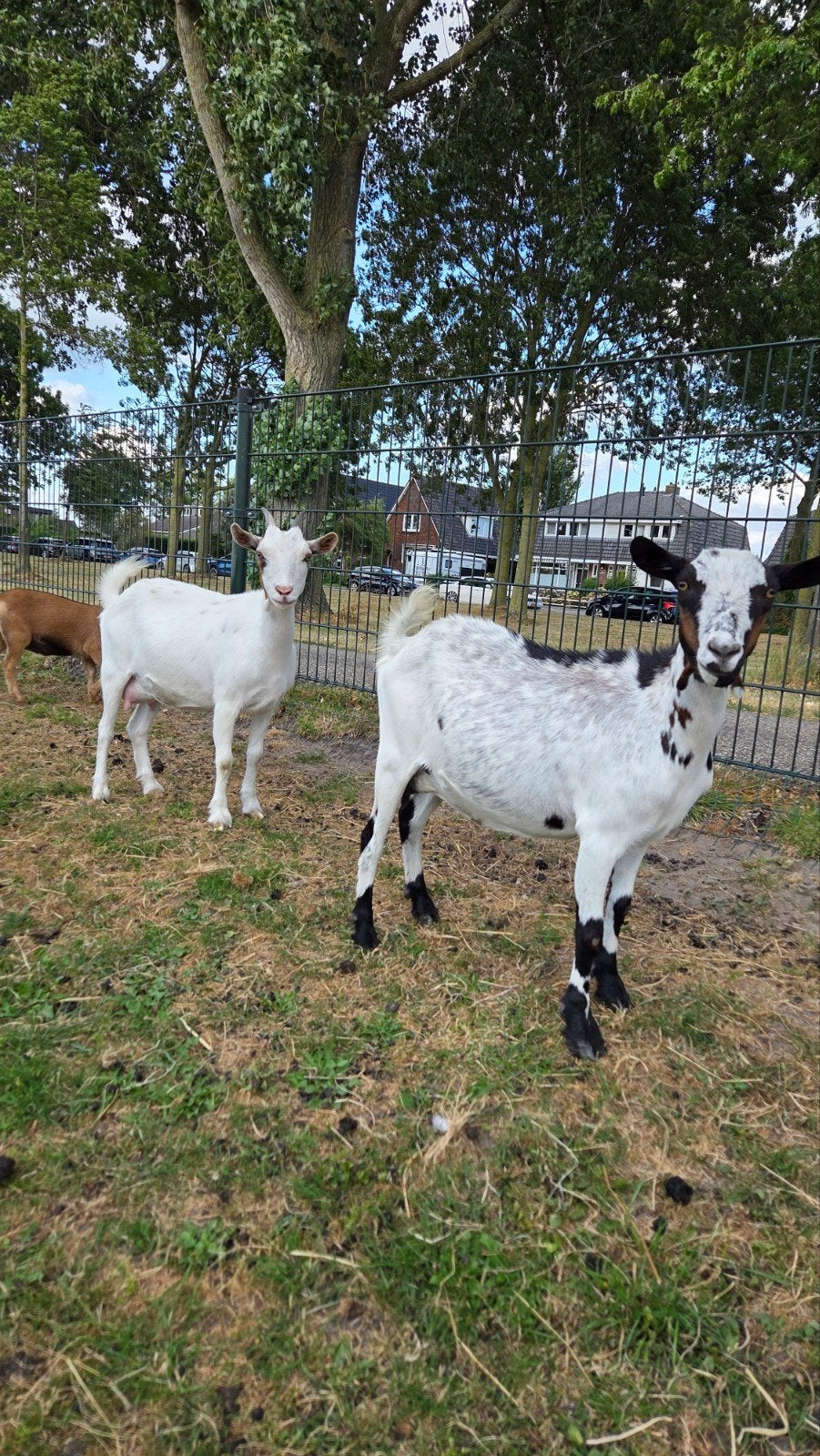 twee dwerggeiten, Dieren en Toebehoren, Schapen, Geiten en Varkens, Vrouwelijk, Geit, 0 tot 2 jaar