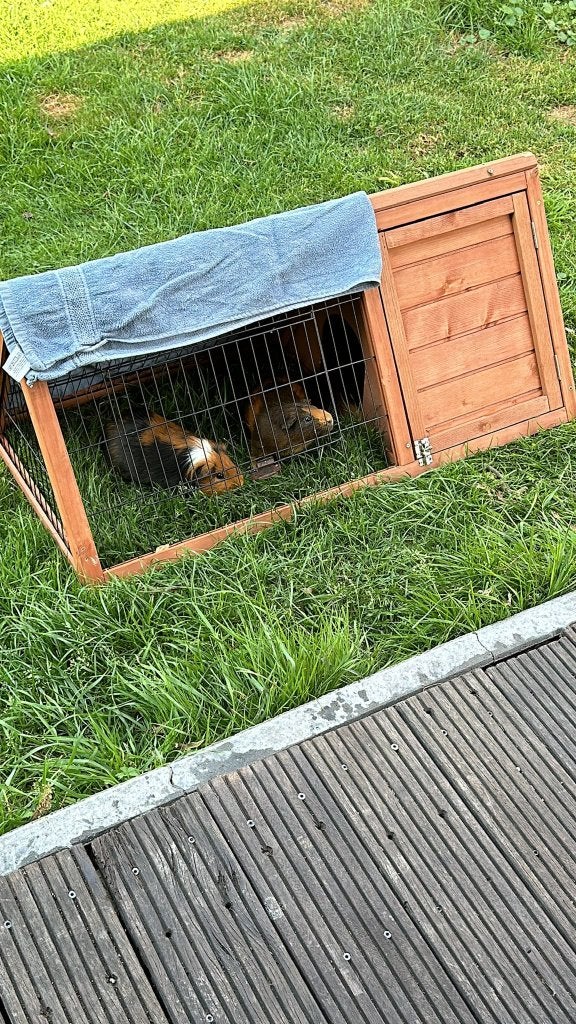 Caviakooi, Dieren en Toebehoren, Knaagdieren en Konijnen | Hokken en Kooien, Kooi, Gebruikt, Konijn, 75 tot 110 cm