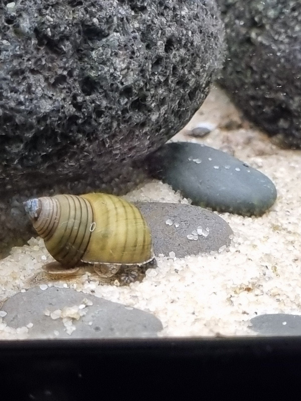 Witte tovenaarsslakjes ( white wizard snail), Dieren en Toebehoren, Vis