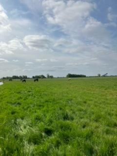 pensionstal met weidegang in Stompwijk, Dieren en Toebehoren, Stalling en Weidegang, Weidegang, 1 paard of pony