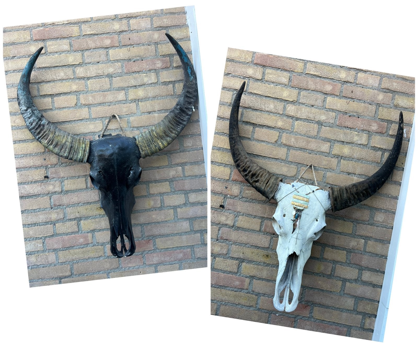 2 Grote Waterbuffel Schedels los te koop Imposante Hoorns, Ophalen of Verzenden