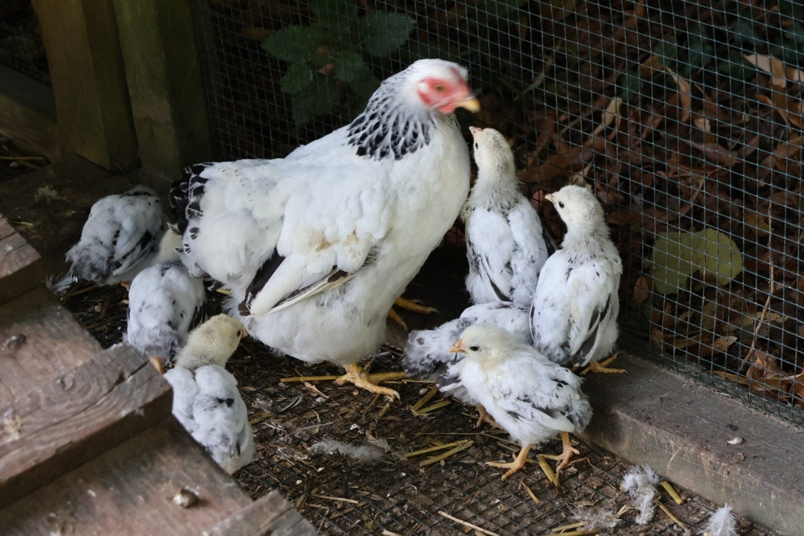 Diverse Kippen, Dieren en Toebehoren, Pluimvee, Meerdere dieren, Kip