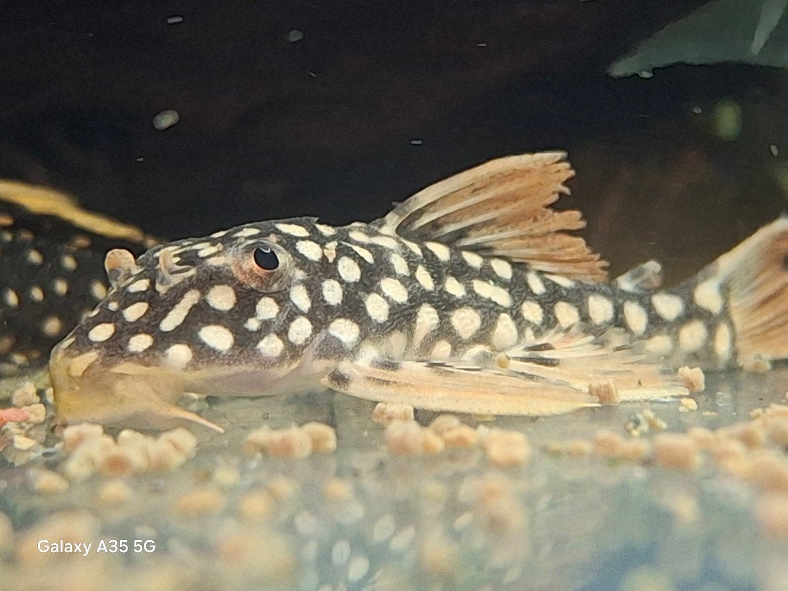 L014 scobinancistrus aureatus, Dieren en Toebehoren, Vis
