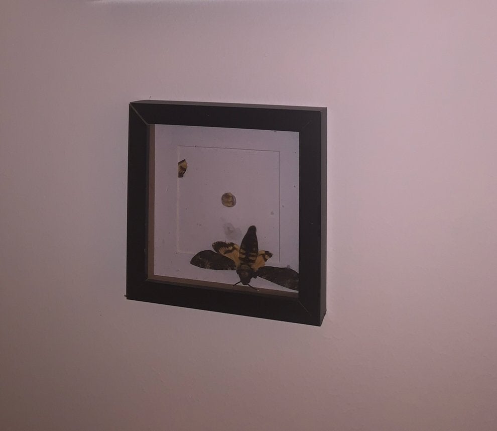 Lijstje met een mot, Huis en Inrichting, Woonaccessoires | Lijsten, Ophalen, Zo goed als nieuw, Hout, Minder dan 50 cm