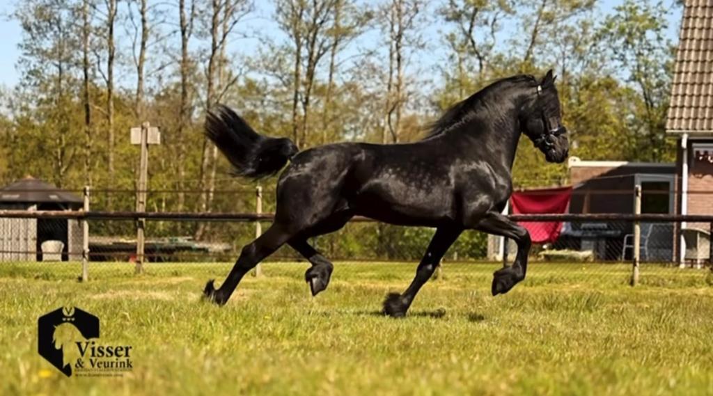 Mooie stoere 3-jarige Friese hengst, Dieren en Toebehoren, Paarden, Hengst, Dressuurpaard, 3 tot 6 jaar