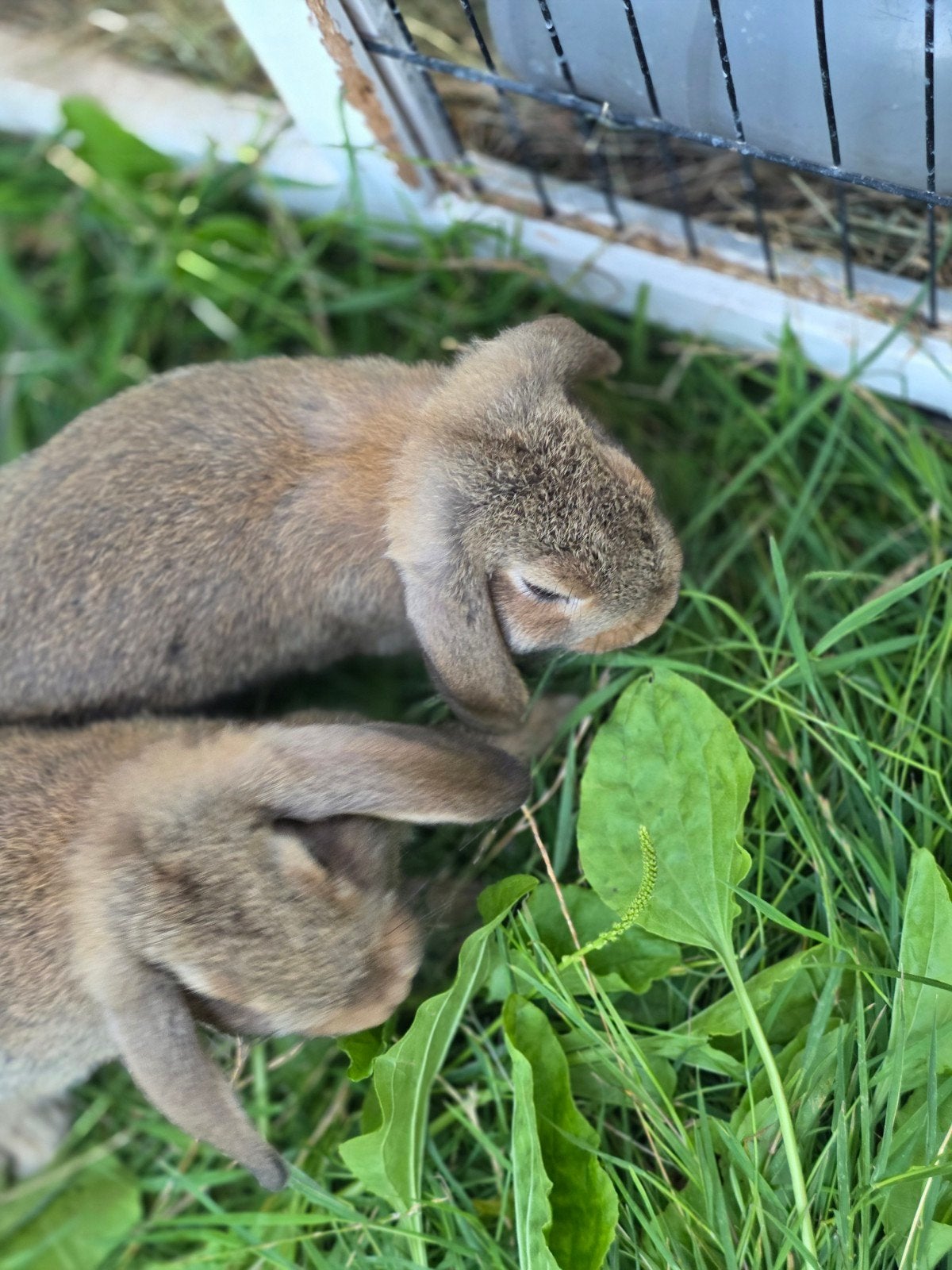 Baby konijnen te koop, Dieren en Toebehoren, Konijnen, Mannelijk, Middelgroot, Hangoor, 0 tot 2 jaar