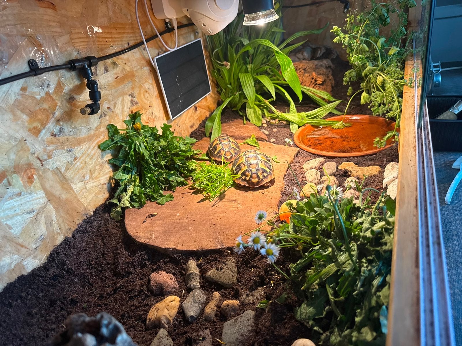 2  jonge Griekse landschildpaddencompleet & luxe verblijf, Dieren en Toebehoren, Schildpad, 0 tot 2 jaar