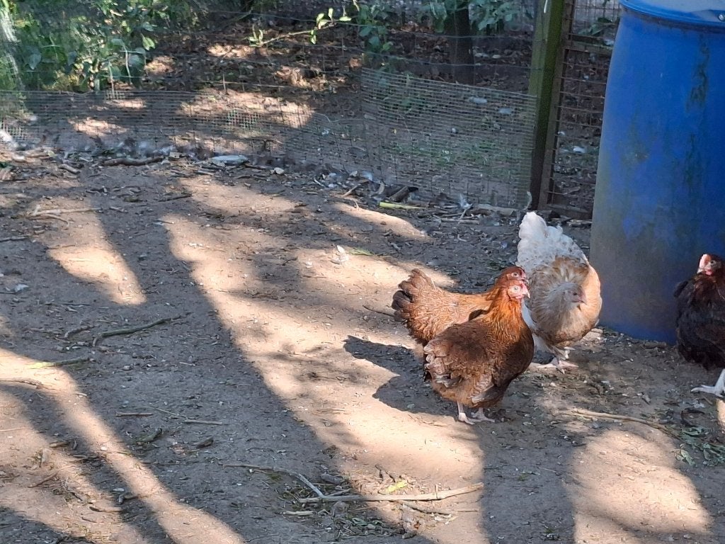 Orpington kriel meerzomig patrijs, Dieren en Toebehoren, Pluimvee, Vrouwelijk, Kip
