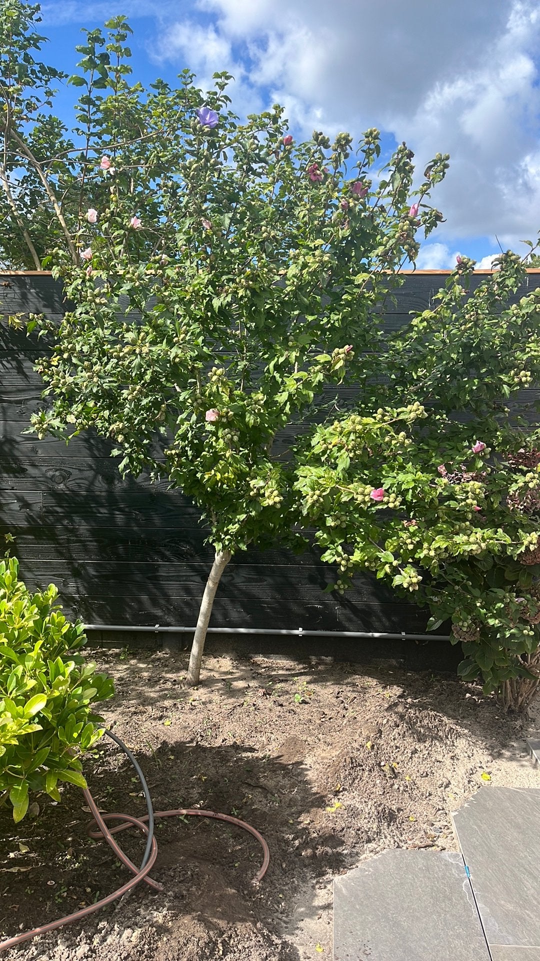 Hibiscus op stam, Tuin en Terras, Planten | Bomen, Overige soorten, 100 tot 250 cm, Zomer, Ophalen