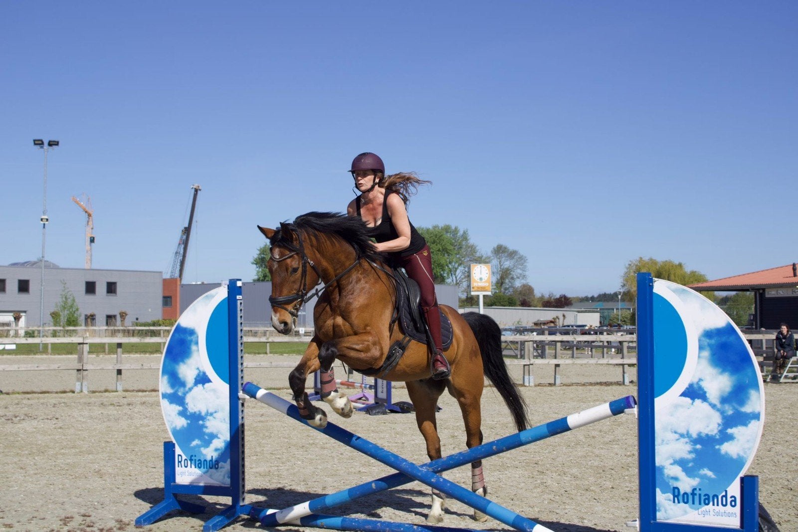 Lieve mensgerichte allrounder, Dieren en Toebehoren, Ruin, 160 tot 165 cm, Met stamboom, 11 jaar of ouder